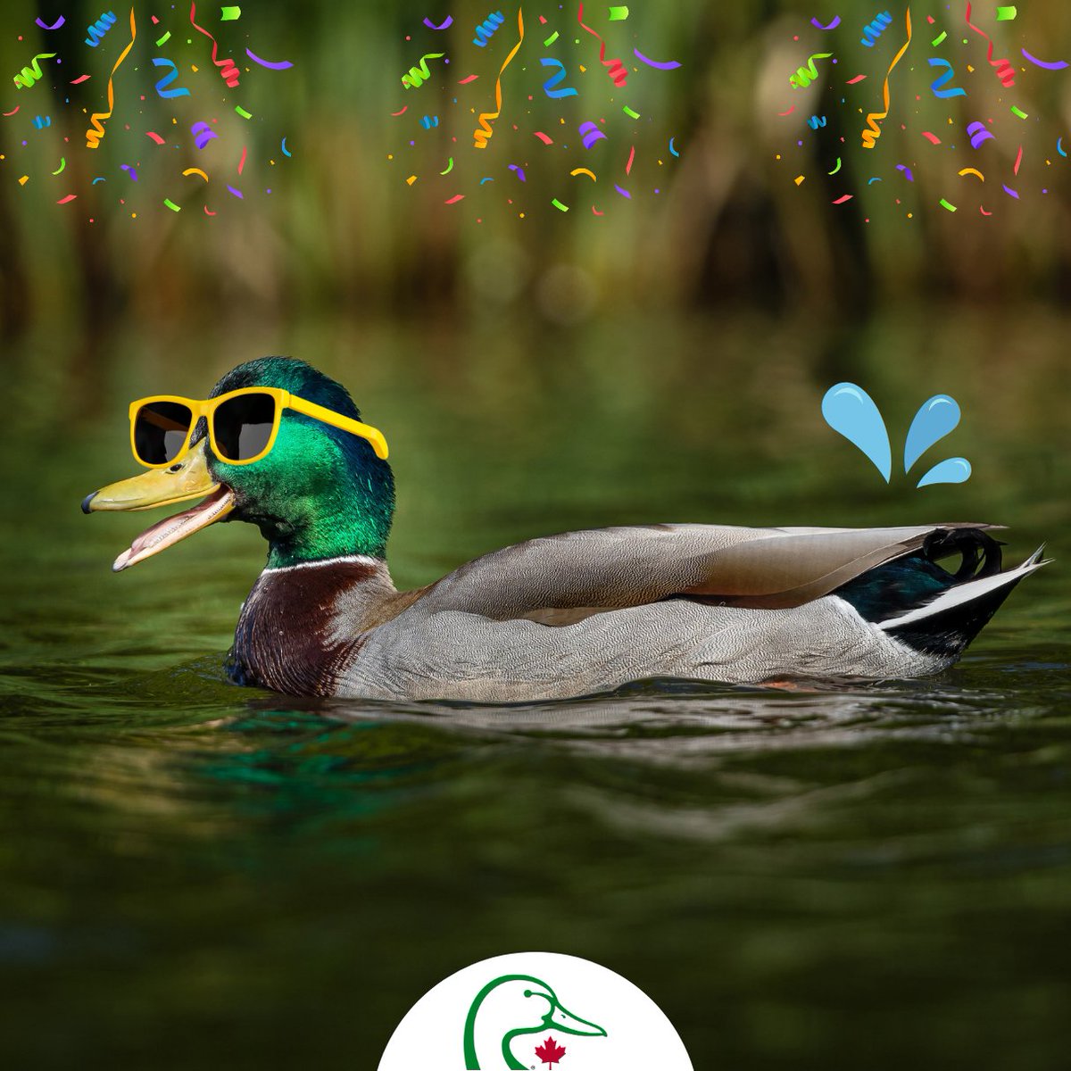 When it comes to wetlands and waterfowl, we don't fool around! April 1 marks our 86th anniversary as Canada's wetland conservation leader! 🎉 From spring peepers to clean lakes, we're committed to safeguarding nature's wonders for the benefit of wildlife and people! No foolin'.