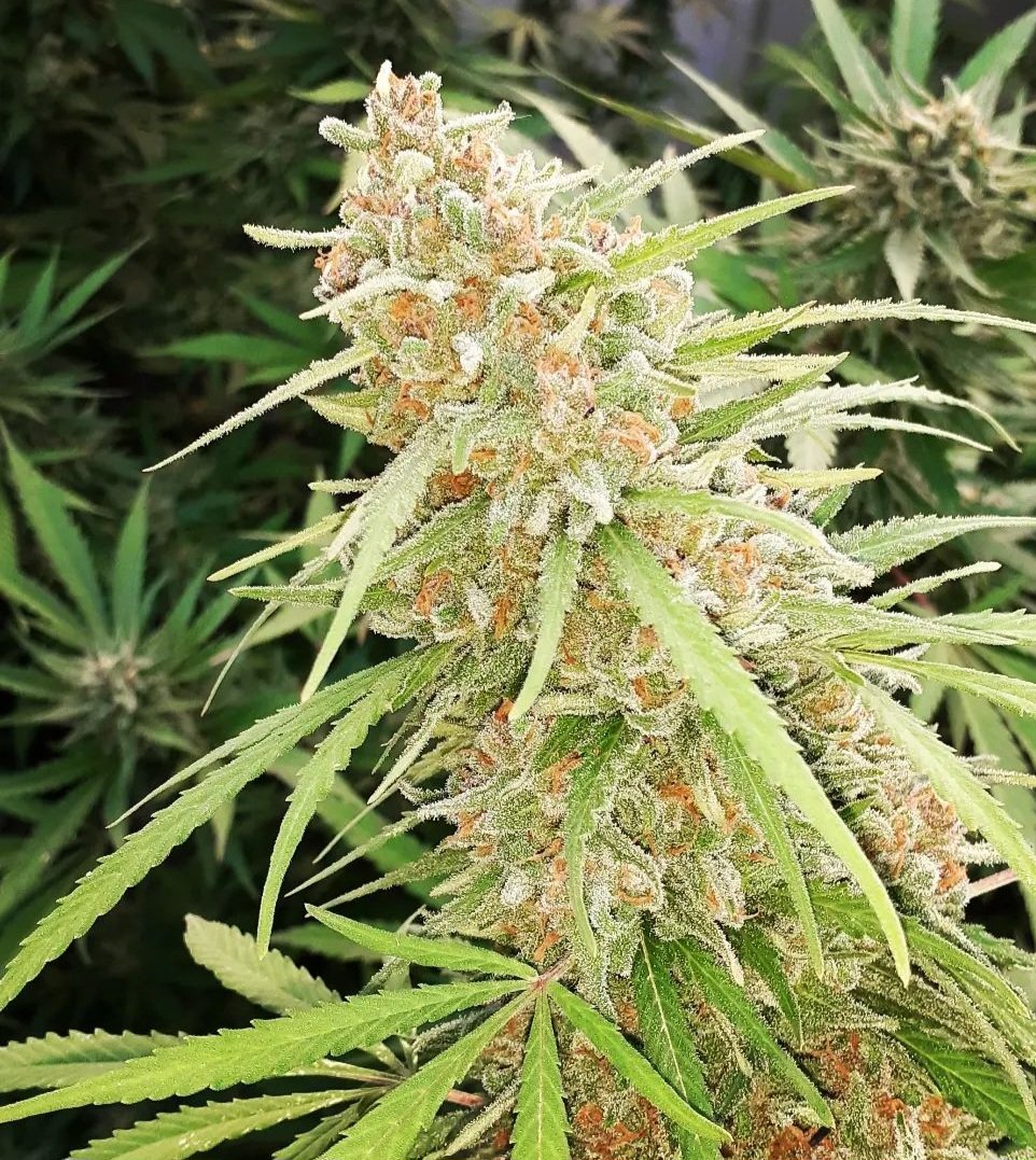 KannabiaSeedsDE's tweet photo. MATARÓ BLUE von #KannabiaSeeds 🌱 @IntKannabia @KannabiaSeeds @Kannabia_US
📷: @Marathon_niP
Vielen Dank, #Kannabista ! 💯😍🧡💚

ℹ️ #MataroBlue #seeds ➡️
https://t.co/o3m6xGlXZG

Fem ♀️
Mazar-i-Sharif x Blue Monster x Black Domina
Hybride mit Indicadominanz.
Mit 40% #Rabatt
4X🏆 https://t.co/R2LA60ag16