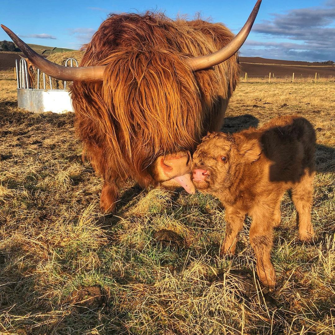 Sprintime Coosdays mean one thing! Udderly adorable babies being welcomed into the world 🥰 Snapped by Glenfia Fold 😍 #VisitABDN #BeautifulABDN #Aberdeenshire #HighlandCoo #ScotlandisCalling