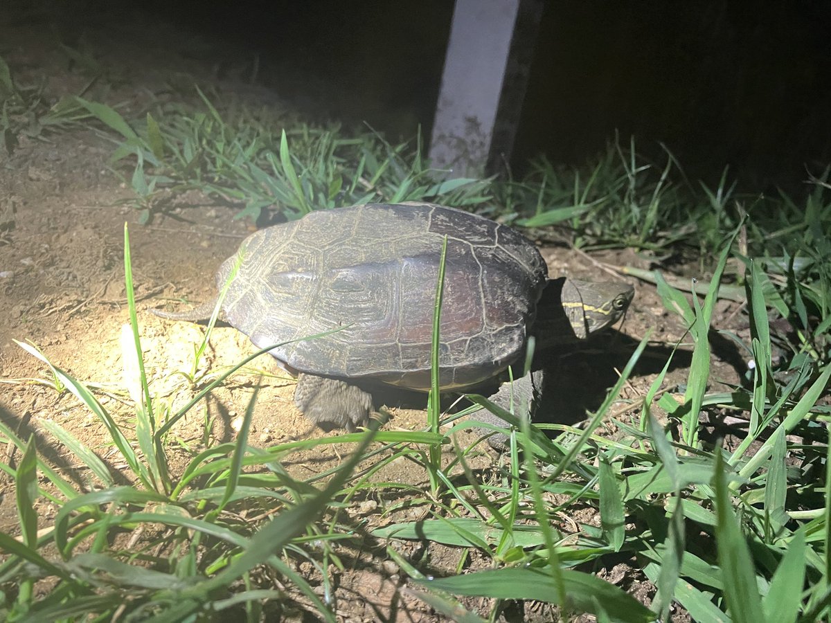 zutogari's tweet photo. カブトムシ♀

 #エイプリルフール誤同定大会 https://t.co/bJdiSd40sc