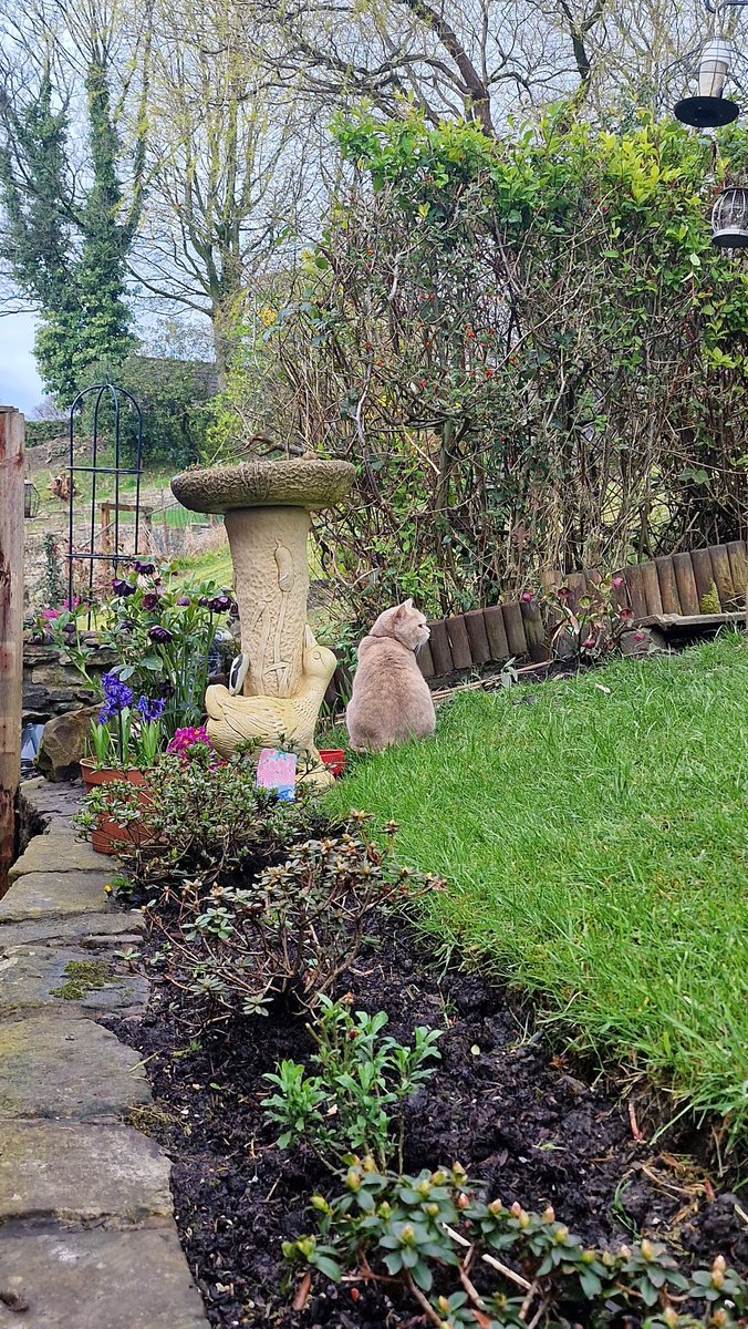 Photos from a sunny #EasterSunday 24 hrs later a very depressed & sulky Lily on a rainy #EasterMonday