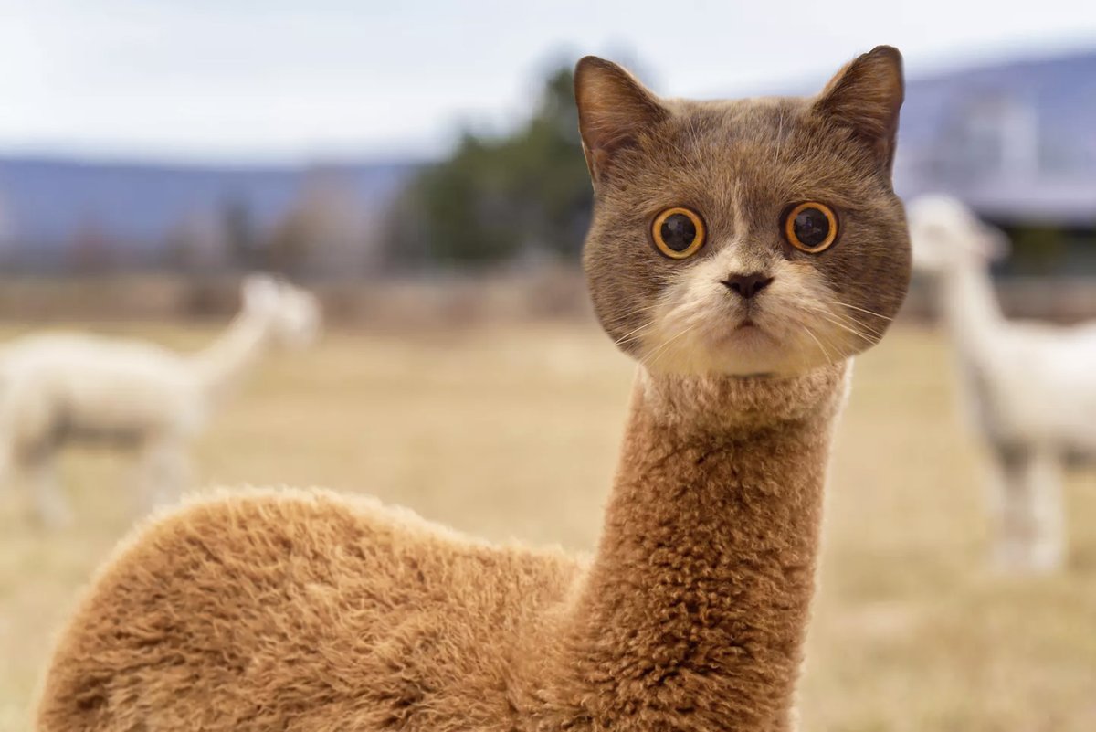 alpacat tweet media