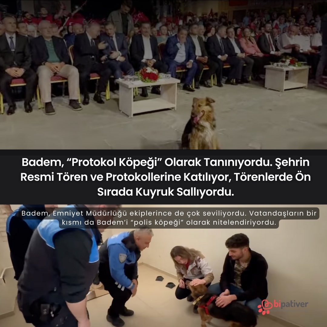 bipativer's tweet photo. Malatya’da Hayvanlarla Dayanışmanın Sembolü Badem, Hak İhlali Nedeniyle Yaşamını Yitirdi. G.A isimli fail, Badem’i araç girişinin olmadığı, trafiğe kapalı alanda uykusunda ezdikten sonra “Bana ne” diyerek olay yerinden hızla kaçtı. Badem için adalet istiyoruz! #bademicinadalet https://t.co/H1diAMi3cO