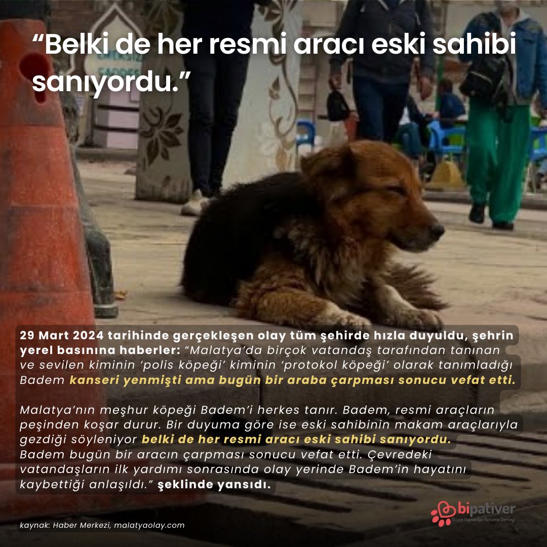 bipativer's tweet photo. Malatya’da Hayvanlarla Dayanışmanın Sembolü Badem, Hak İhlali Nedeniyle Yaşamını Yitirdi. G.A isimli fail, Badem’i araç girişinin olmadığı, trafiğe kapalı alanda uykusunda ezdikten sonra “Bana ne” diyerek olay yerinden hızla kaçtı. Badem için adalet istiyoruz! #bademicinadalet https://t.co/H1diAMi3cO