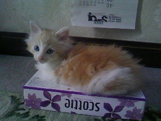 Ruki_Mainecoon's tweet photo. ←お迎えしたて　成長した姿→

#これがこうなる選手権 https://t.co/BeyJ3D8auv