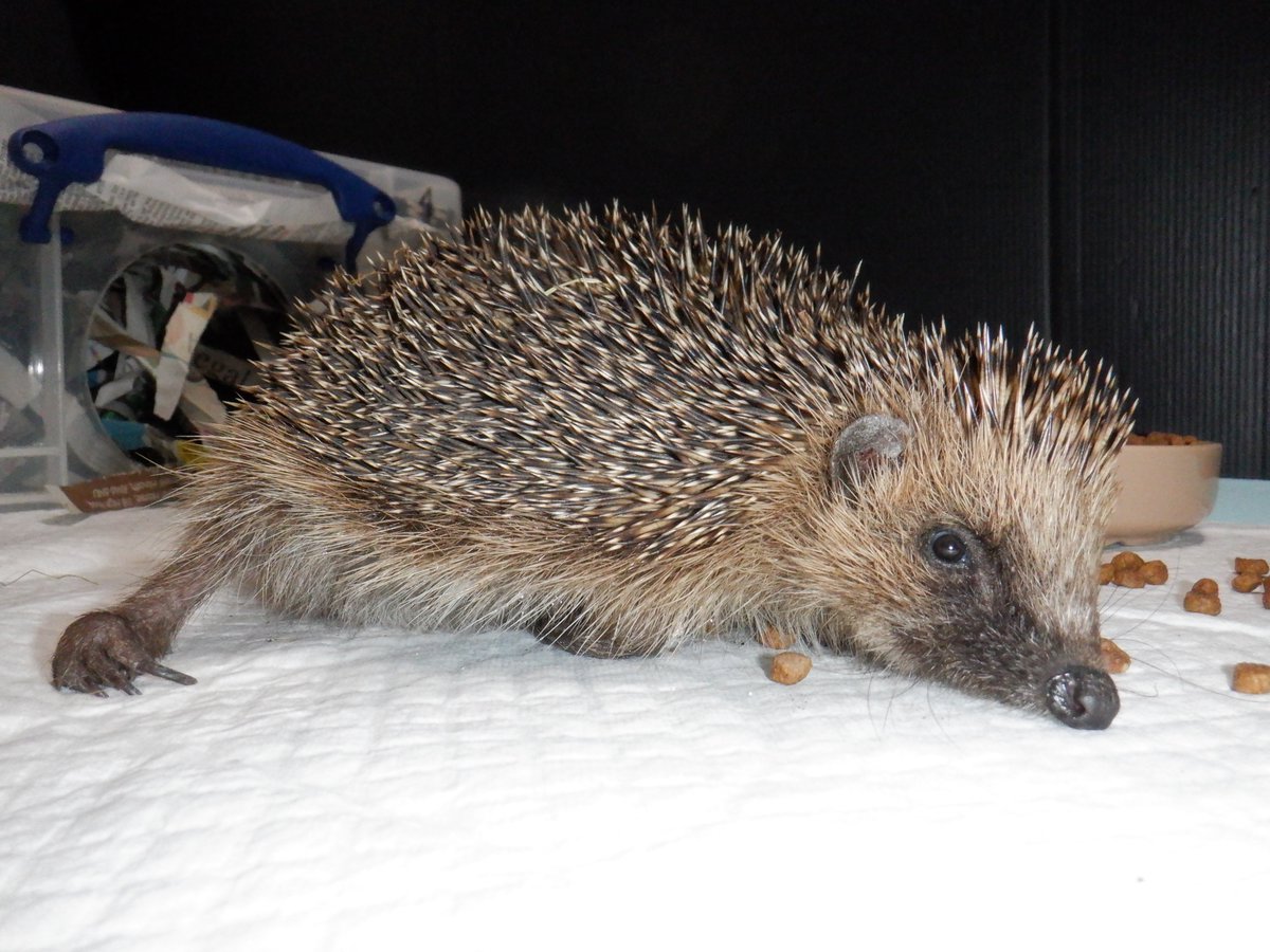 Hedgehog Cabin tweet media