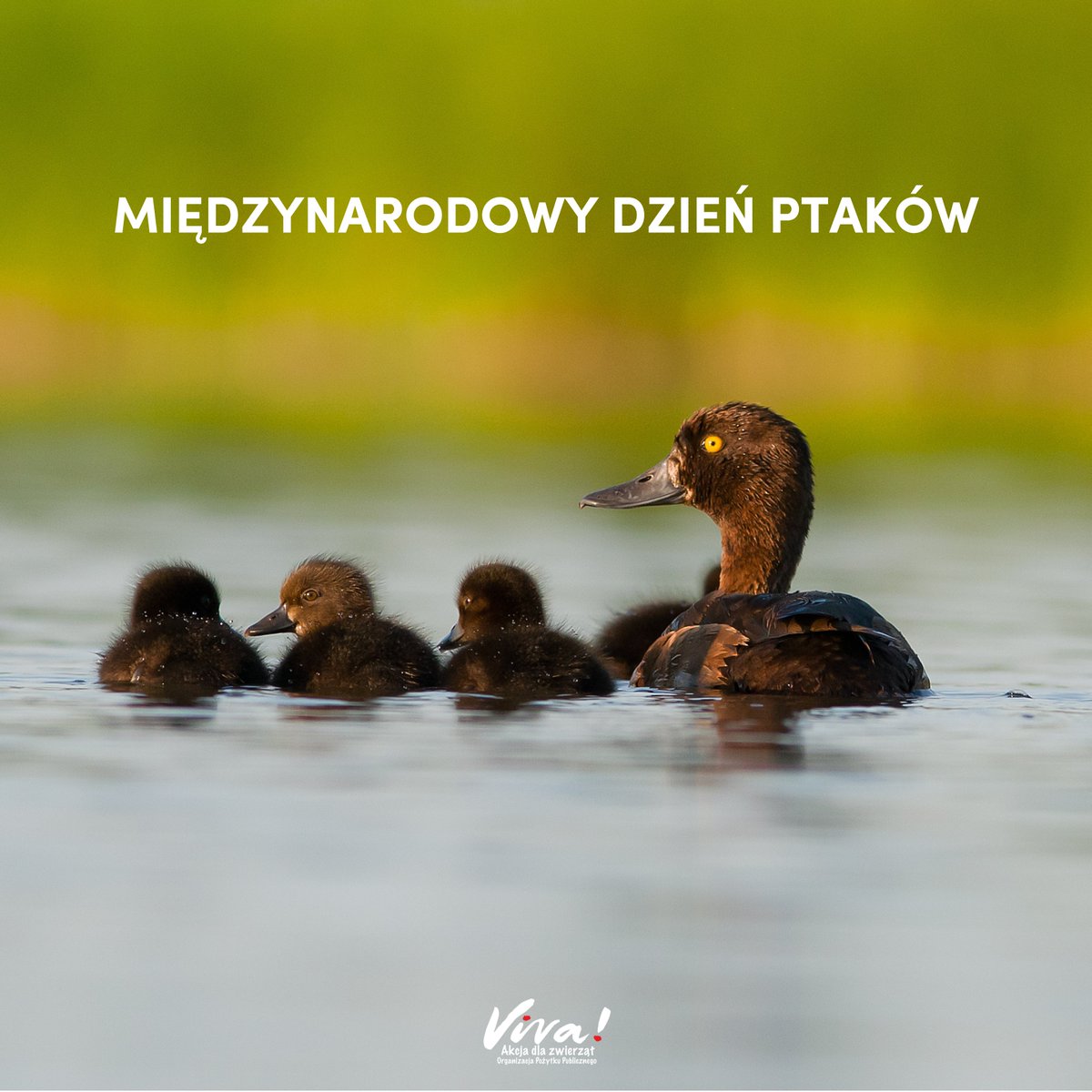 🥺To nie primaaprilisowy żart... W Polsce nadal strzela się do ptaków! W Międzynarodowy Dzień Ptaków przypominamy, że na liście zwierząt łownych ciągle znajduje się 13 gatunków dzikich ptaków. Prawie połowa z tych gatunków jest zagrożona, ich populacje dramatycznie maleją, są…