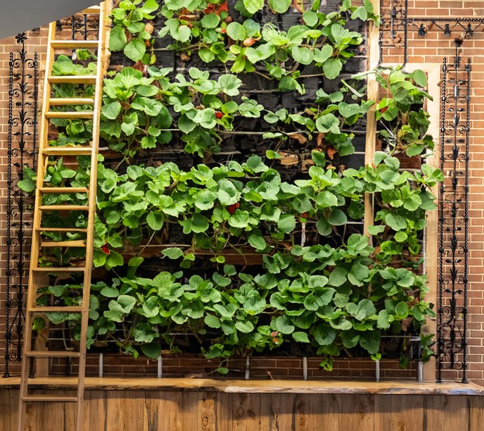 Did you know that UMSON’s green wall not only improves indoor air quality and provides health benefits, but it also produces fruit? Our strawberry crop is ripe for the picking! 🍓 Starting today, you can stop by the Franklin Lounge to get a taste! #AprilFools