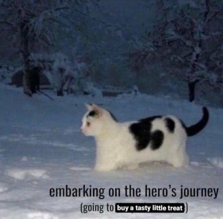 DontShowYourCat's tweet photo. https://t.co/XAy3uFIc5P