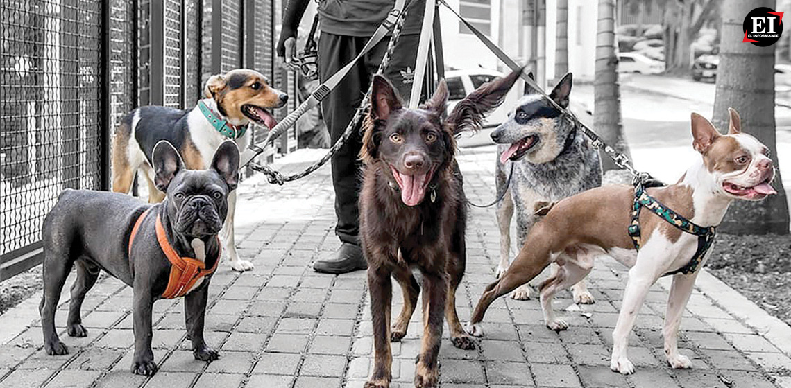 ElInformanteMX's tweet photo. A partir de este lunes, #mascotas y #paseadores deben estar #registrados
La “#LeyMaple” empieza a aplicarse este lunes en la #CiudadDeMéxico, y en la #GacetaOficial está estipulado.
Tags: @Congreso_CdMex @AgatanCdmx
https://t.co/dt5olV5EHJ https://t.co/AUUez85EUY