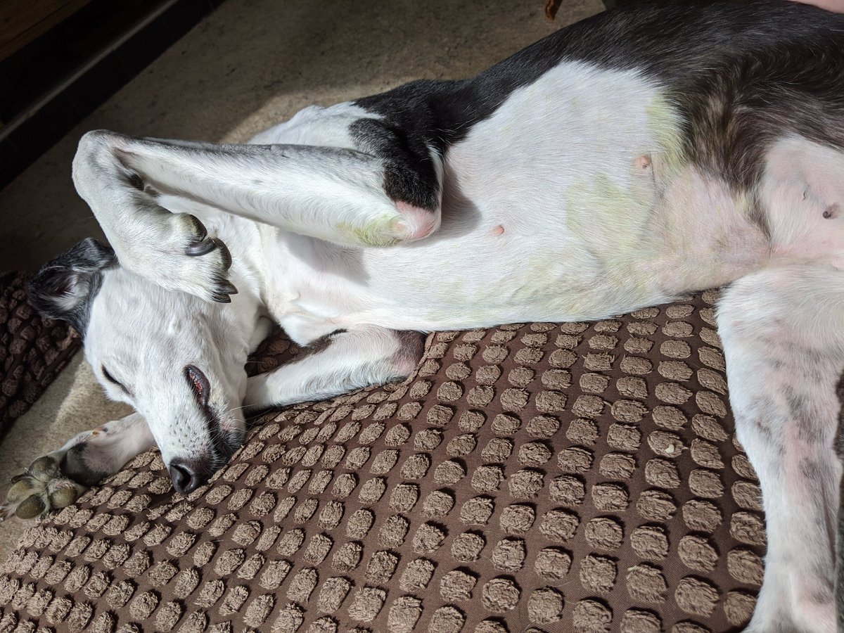 'Don't lay on the grass Bramble' 'I've just cut it, you'll go green' pftt who does this woman think she is 🙄 She's said the bath word a few times since I came back indoors... She's joking right? 🥺