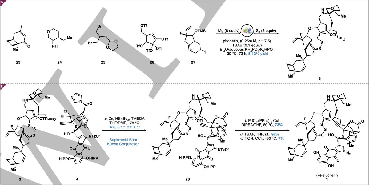 #TotalSynthesis of (+)-Eluciferin by Soüffle Djiboüti, Świętosław Castor, and Günther Schlonk in @JImmatSci jabde.com/wp-content/upl…