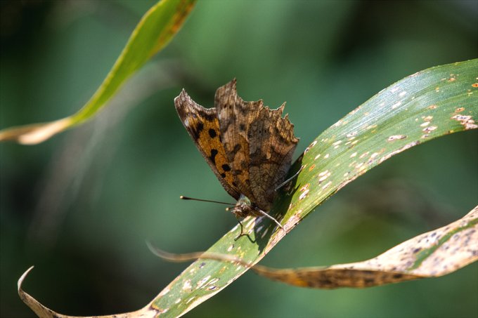 今日はキタテハとベニシジミをみたぞ 