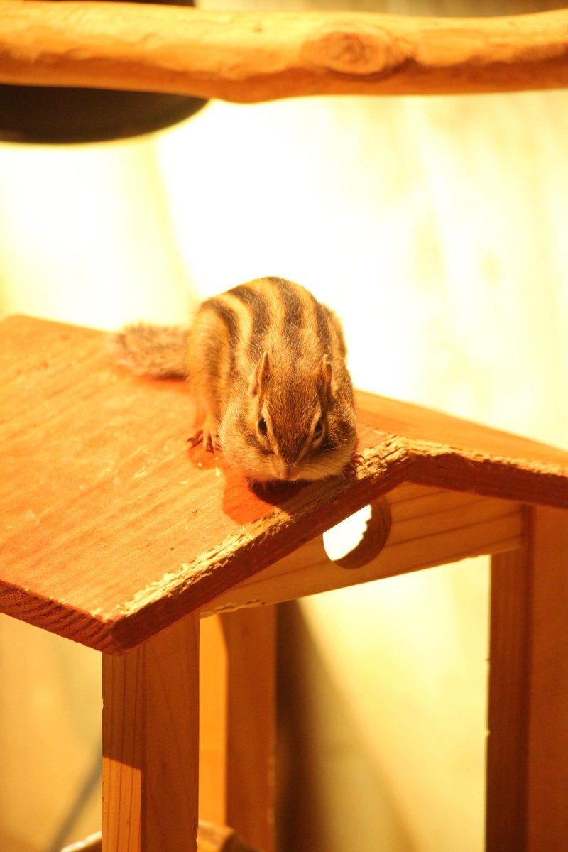 CameraMog's tweet photo. 動物も好きだったので、昔あったオービィ横浜の動物たちの可愛い姿でも久々に載せます😌😌

#カメラ初心者 
#カメラ女子 
#動物 
#オービィ横浜 https://t.co/4EK0gXRg7k