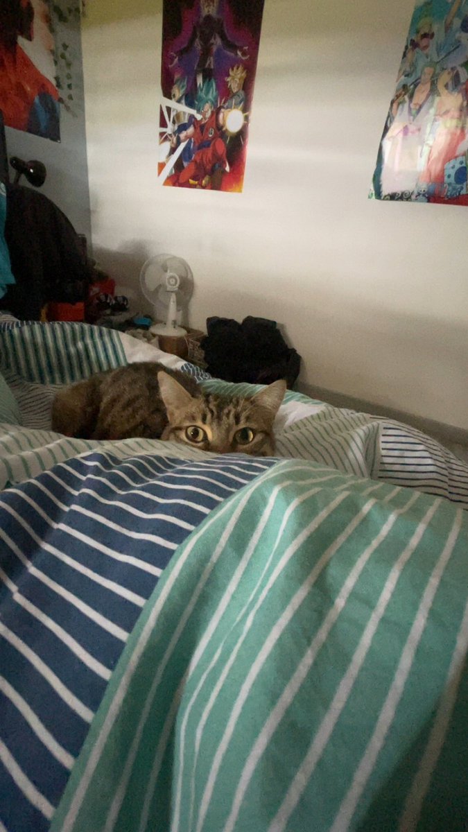 tim_brs_'s tweet photo. le chat le plus mignon de la Terre https://t.co/20M6otGoKX