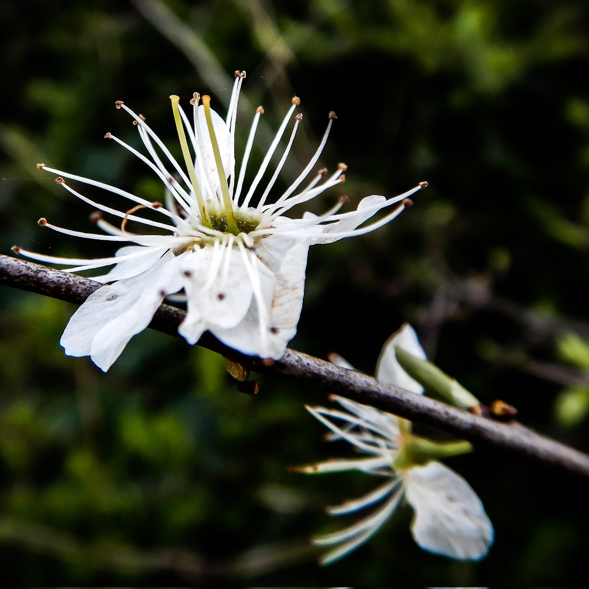 LaDaemonia's tweet photo. 〰️🌼〰️
#fotografia #fotografie #photography #naturfotografie #naturephotography #makro #makro_blüte #makrofotografie #Frühling #spring #macro #macro_blooms #macrophotography #closeup #whiteblossom #weisseblüten #lifeisbeautiful #Frühlingsimpression #springimpressions https://t.co/dUNS8JfHl2