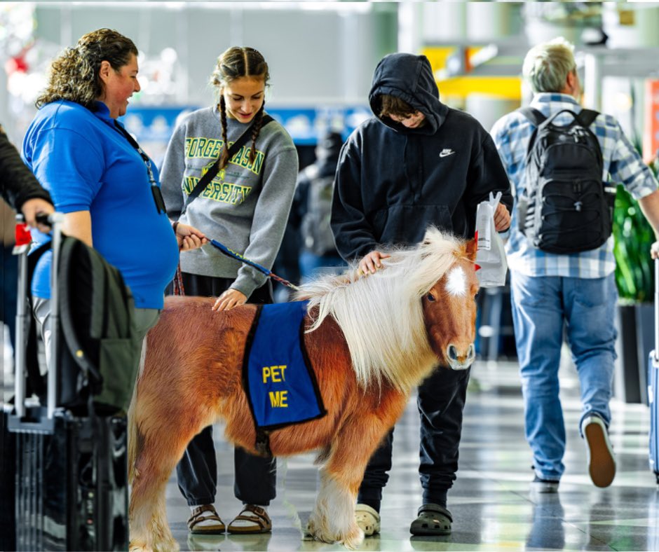 CLTAirport's tweet image. #CLTairport is excited to introduce the newest member of the #CLTCanineCrew! 🐴