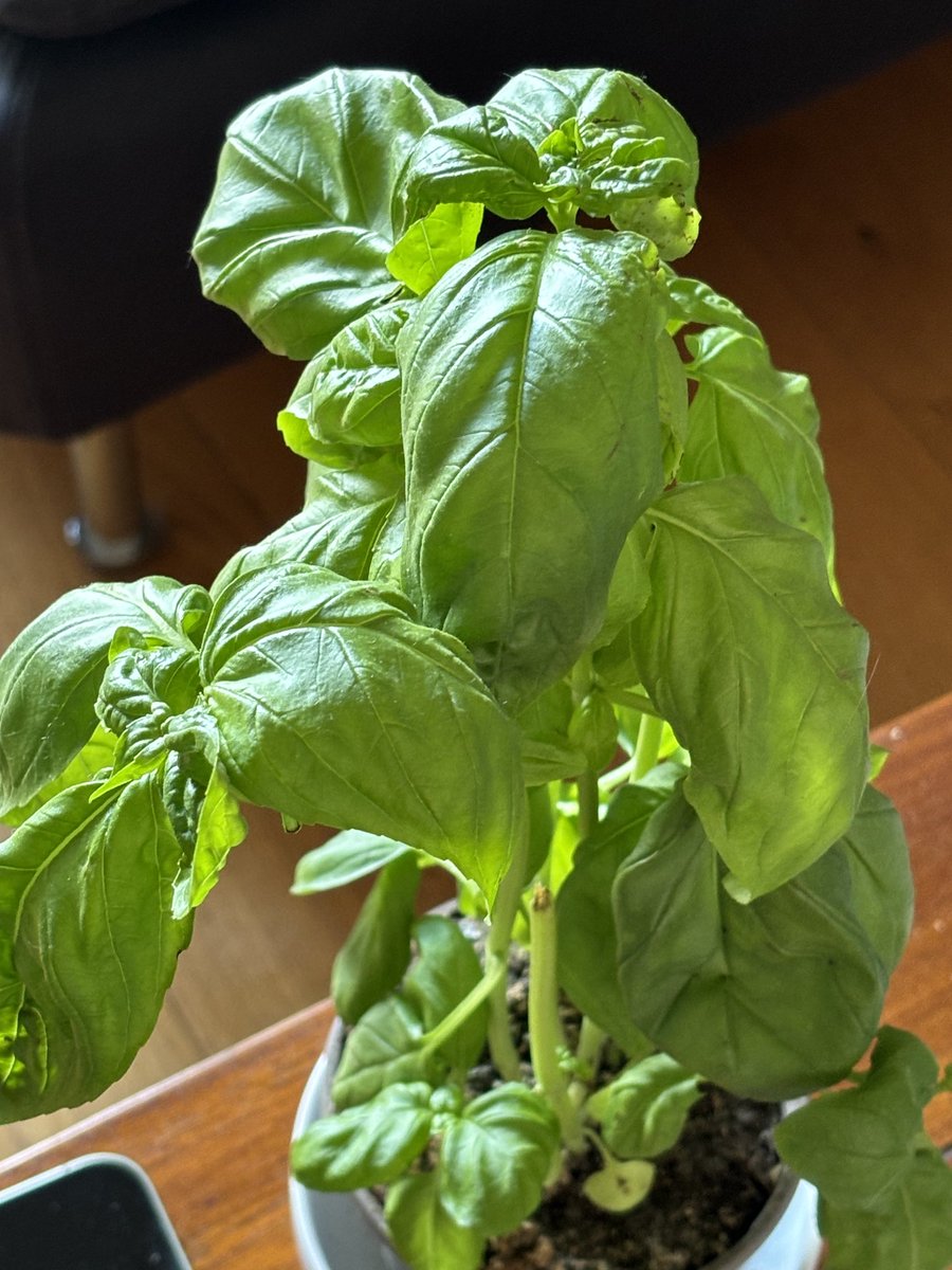 ebodyguard's tweet image. #420 #consoresponsable
Laissez-moi faire pousser ce que je veux sur le balcon :)
#Legalisation2024