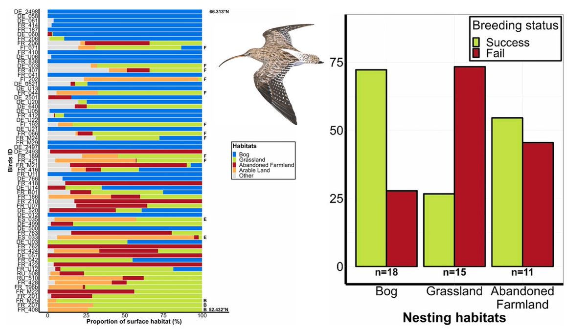 Bocher et al. (2024) Home ranges and hatching success of threatened Eurasian #curlew in NE Europe relates to habitat type ➡️doi.org/10.1016/j.gecc… | @AudranChenu @Jerome_Fort_ @JiguetF @MarkusPiha @RihoMarja @FrancoiseAmel | #ornithology #waders #shorebirds #HABITRACK