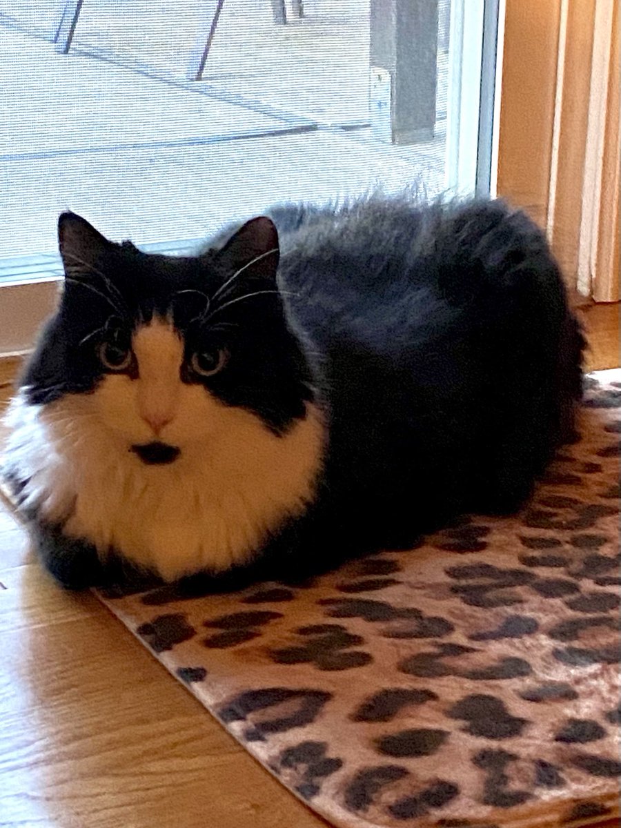 🖤🤍How about a nice, soft & warm
         Sally 🍞 & a cup of ☕️ to start
         #MeatLoafMonday with?
        Wishing ❤️&😌 to all!😘🤗🖤🤍

#CatsOfTwitter #CatsOfX #TuxedoCats #AdoptDon’tShop #CatsAreFamily #CatLovers #MondayVibe #Cats