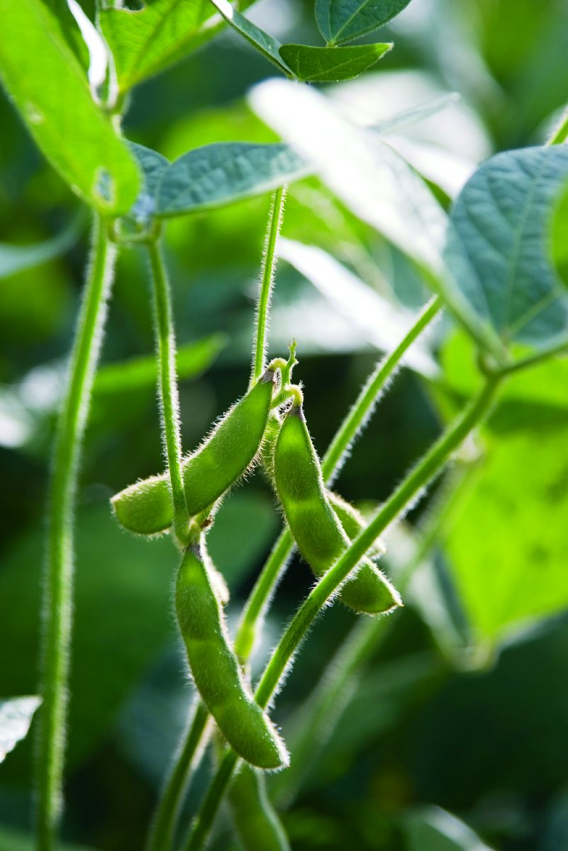 VaAgriculture's tweet photo. DYK Soybeans are one of the top commodities produced in Virginia? In 2022, they accounted for more than $350M in cash receipts. AND they're Virginia's top agricultural export! Read more about how Virginia farms help feed the world: https://t.co/Sx73Who2kl https://t.co/D8jW8Ir2lo