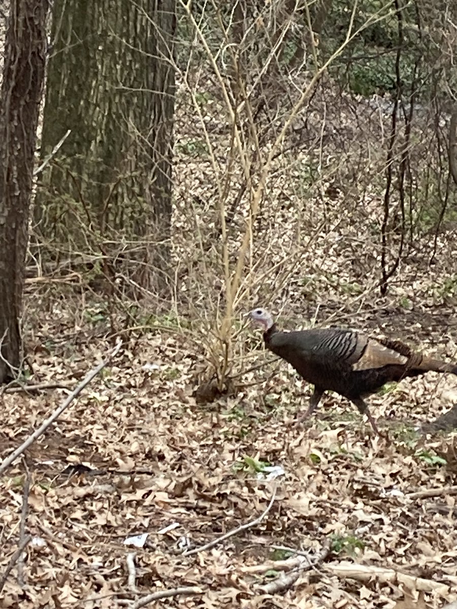 This morning's treat - a bit of wild turkey along with my run. #VanCortlandtPark #BronxRunning