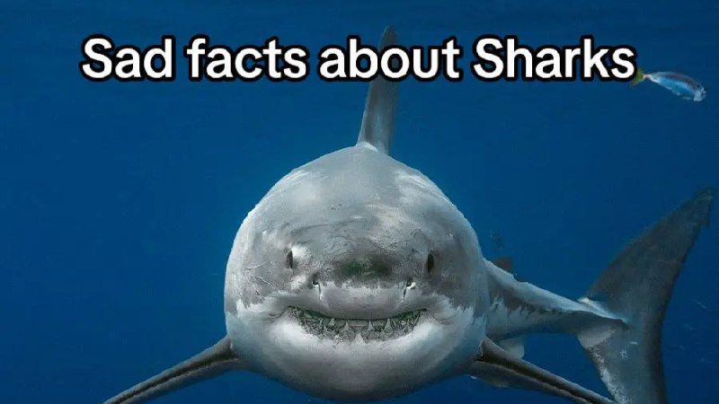 Raiser Games tweet media