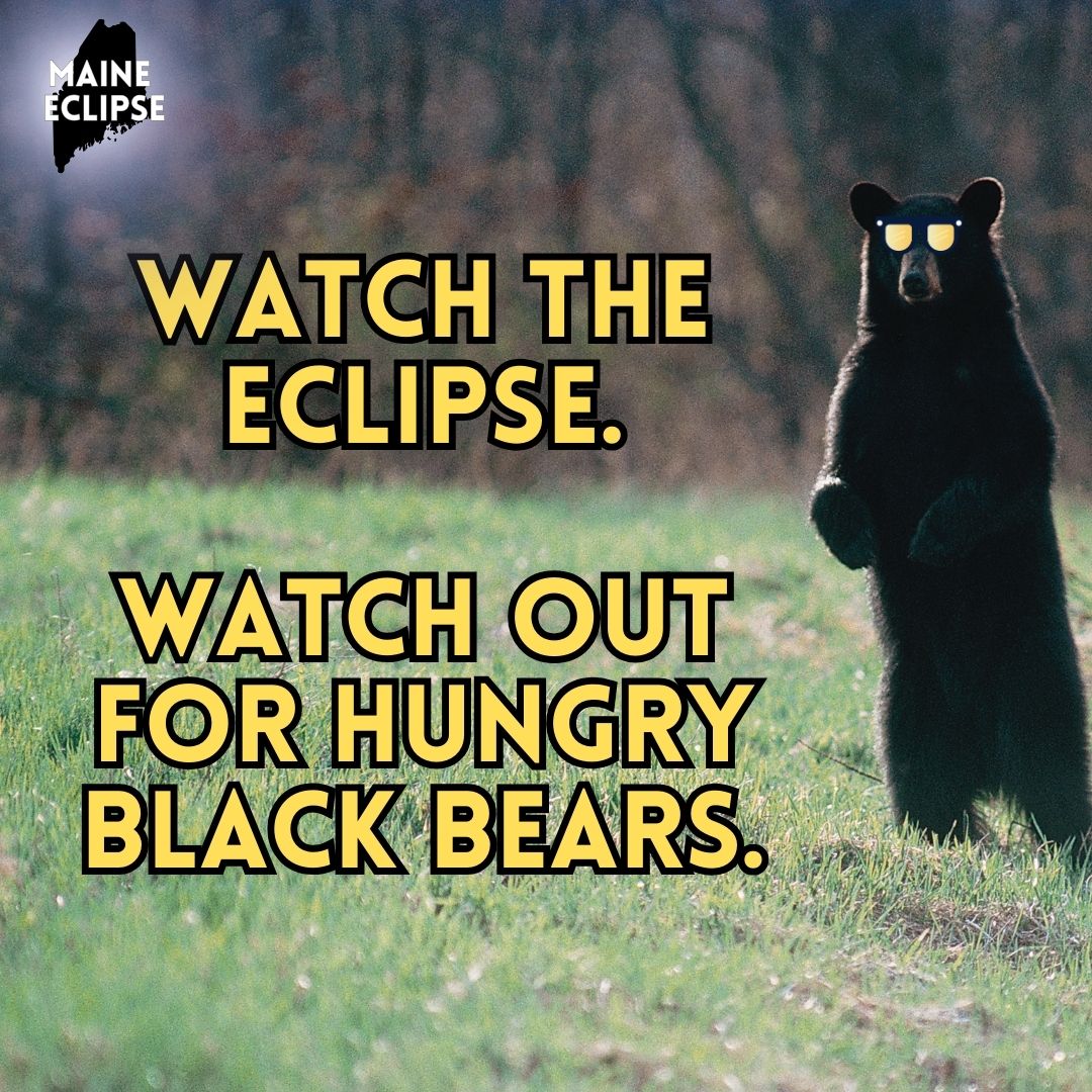 Maine Dept of Agriculture Conservation & Forestry (@mainedacf) on Twitter photo It’s no joke – it's spring in Maine, and black bears are out of their dens and looking for food! Black bear attacks are uncommon, but they act aggressively if surprised or cornered. Stay clear! For more safety and travel tips, visit maine.gov/eclipse2024
#MEEclipse24 It’s no joke – it's spring in Maine, and black bears are out of their dens and looking for food! Black bear attacks are uncommon, but they act aggressively if surprised or cornered. Stay clear! For more safety and travel tips, visit maine.gov/eclipse2024
#MEEclipse24