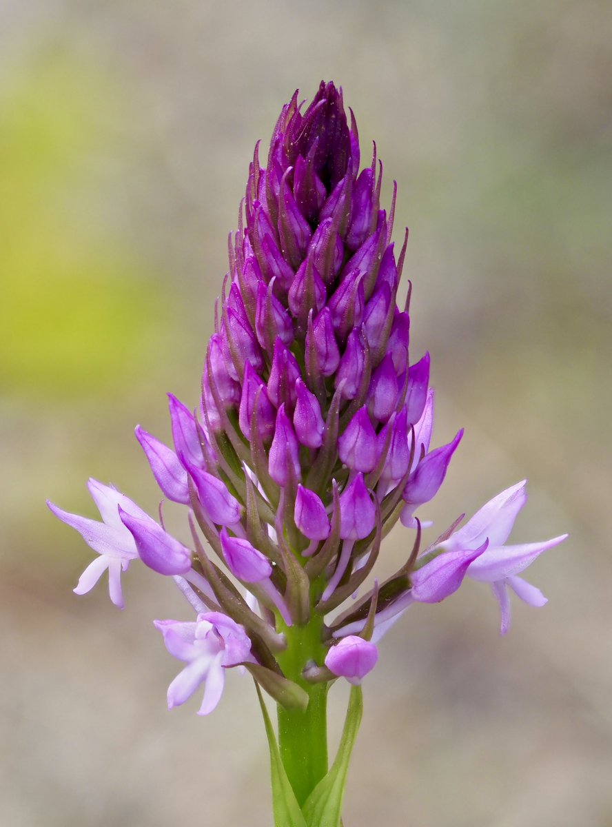 “No hi ha res més emocionant que una temporada de creixement”. M. G. Williams. 

Anacamptis pyramidalis ( L.) L. C. M. Richard (barretet) 31/03/2024  #orquídies #orquideas #orchids #Menorca #BalearsNatura #MenorcaBiosfera #biodiversity #biodiversitat