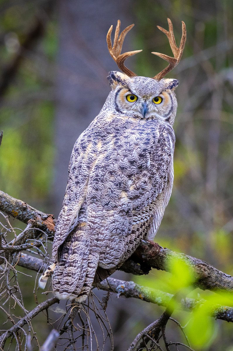 What a treat it was to come across a Great Horned Owl with its horns still intact. The vast majority have shed theirs by this time of year, so great to see this one in all of its splendour! #wildlife #owls