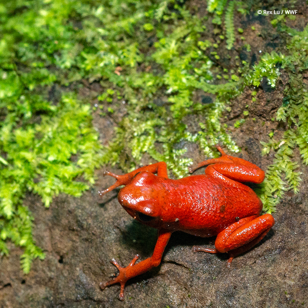 World Wildlife Fund tweet media