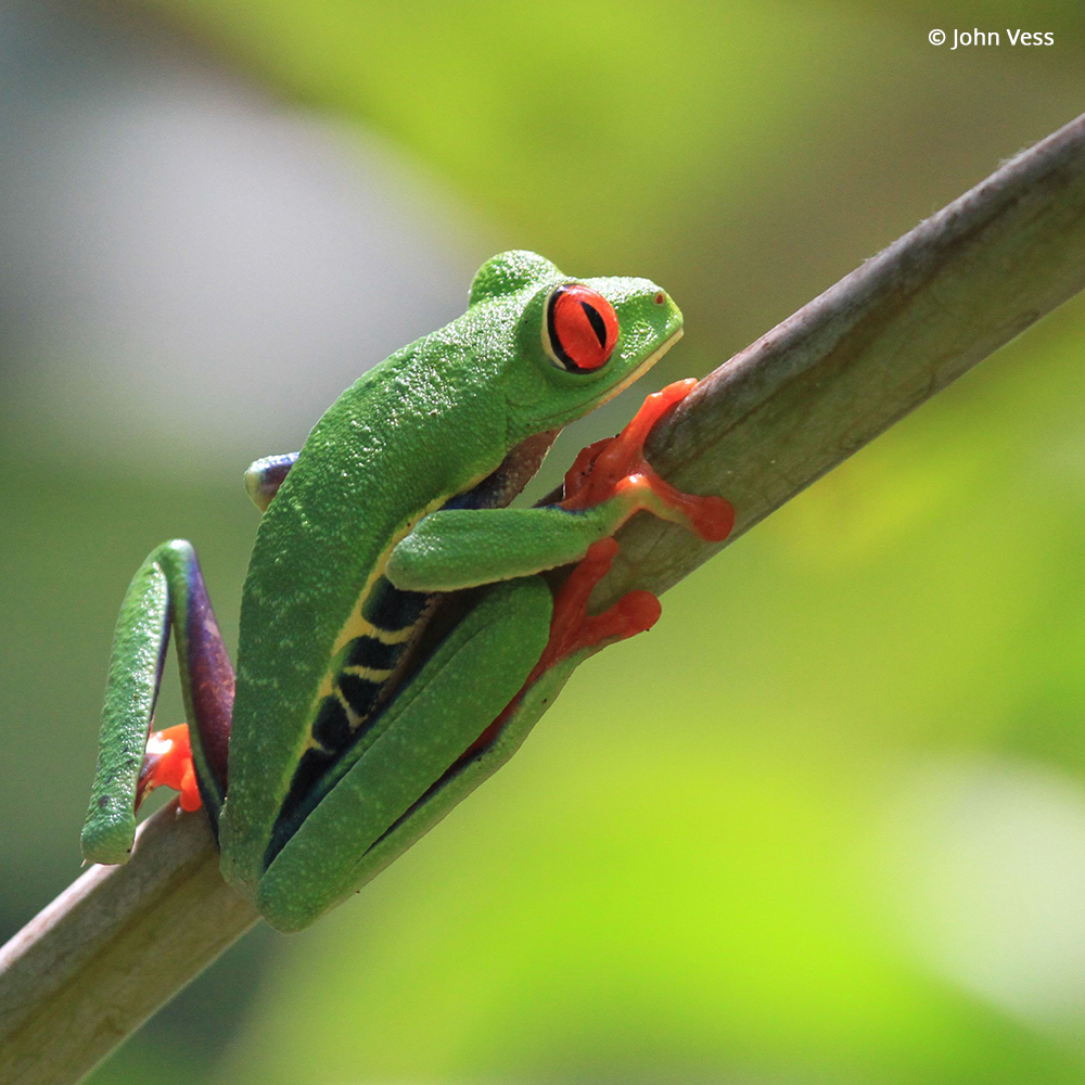 World Wildlife Fund tweet media