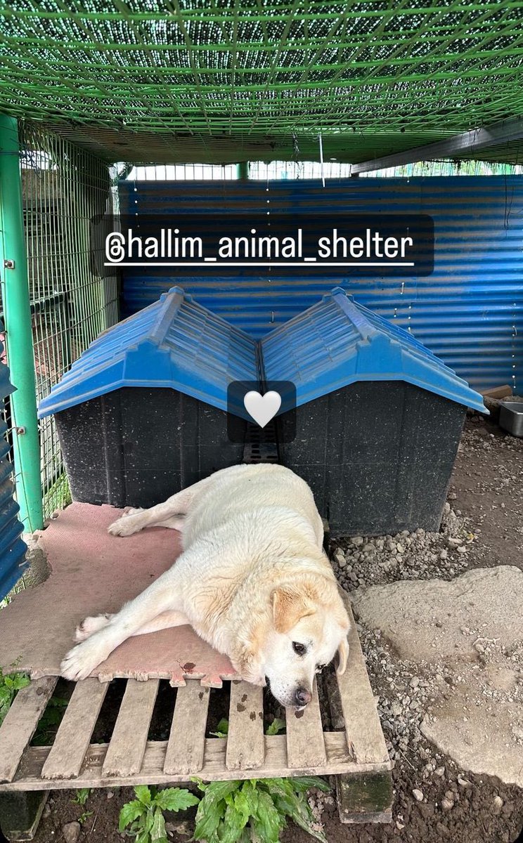 [📲] 01.04.24 • 900pyfriends via instagram stories.

“@/hallim_animal_shelter”

#Goopy #구피 #ALFHA #알파