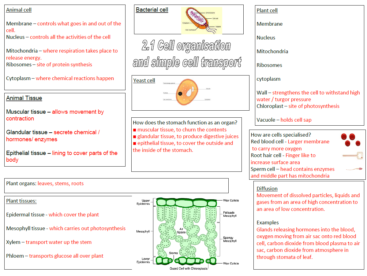 GCSE Biology teachers. Lovely revision resources here including flashcards and mindmaps🧬
 ecclesfield-school.com/students/revis…