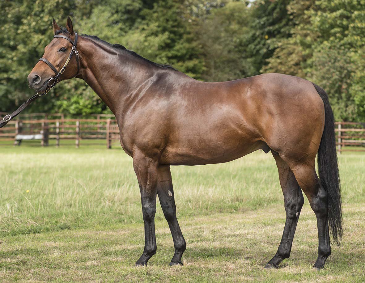 Dual Gr.2 winner ASSISTENT (Ger) picks up another stakes success for his sire Sea The Moon (@Lanwades pic), taking home the LR Grand Prix Aufgalop at Cologne 🏆🇩🇪 The 5yo was sold from breeders Gestüt Roettgen to Liberty Racing 2020 for €58,000 at the @BBAG_Sales September Sale