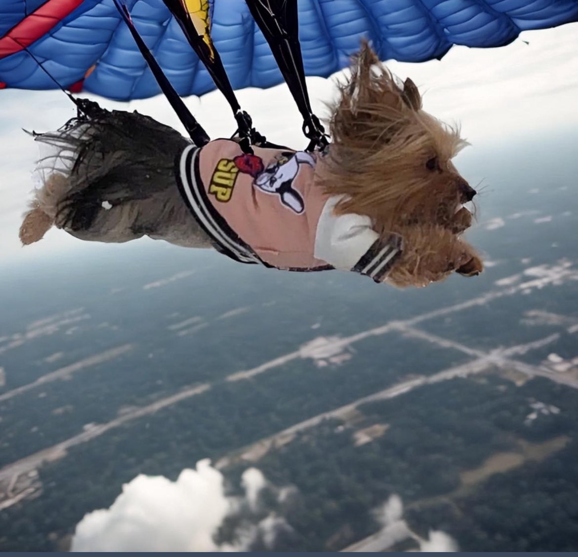 My human took me parachuting and it's so much fun! How do I look? #AprilFool #AprilFoolsDay2024 #AprilFools #cute #love #DogsOfTwitter #DogsOnTwitter #dogsarefamily