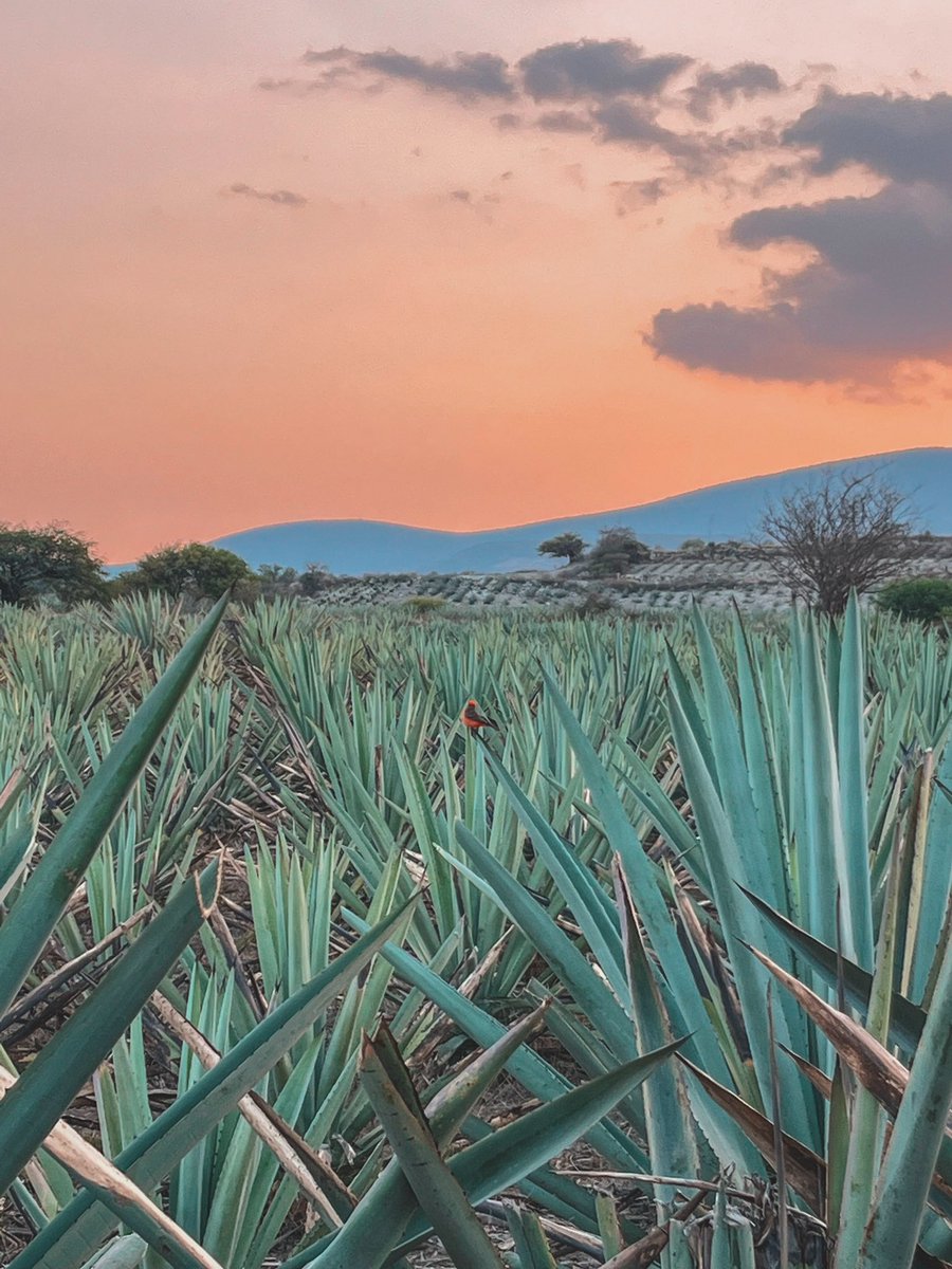 Bajo el cielo pintado por el atardecer, se revela el arte de nuestro oficio: una mezcla de dedicación y esfuerzo, como el proceso artesanal de elaborar un delicioso mezcal que despierta los sentidos en cada gota. 🇲🇽

#MezcalArtesanal #ElTiempoEsOro #Oaxaca #TradiciónOaxaqueña