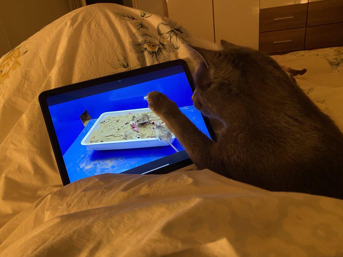 She loves to play on the iPad ❤️ #cats