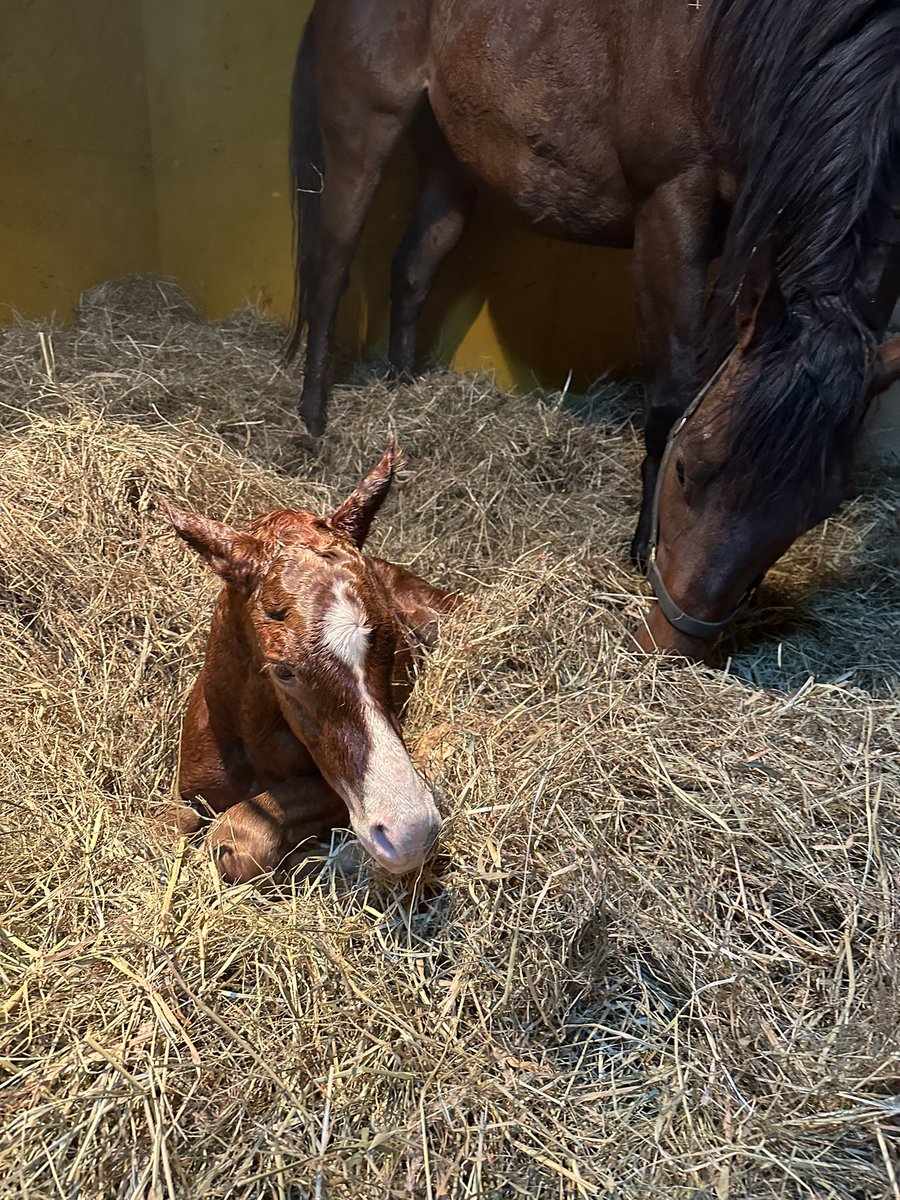 Tonito'sの2024

父Baaeedの男の子