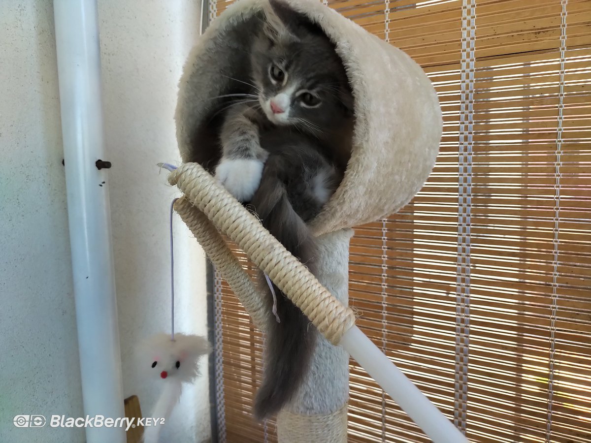 fabrizio_degni's tweet photo. Too cute! I found stored in my #BlackberryKey2 these pictures of Jack! https://t.co/YZy6yjlvLJ