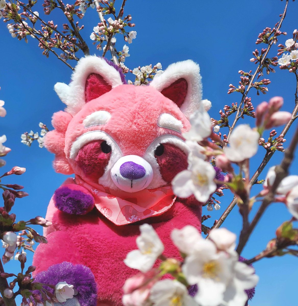 Roll in spring with your very own Raspberry Red Panda!! (She just loves how these cherry blossoms match her beautiful fur 🌸🌸🌸 ...)