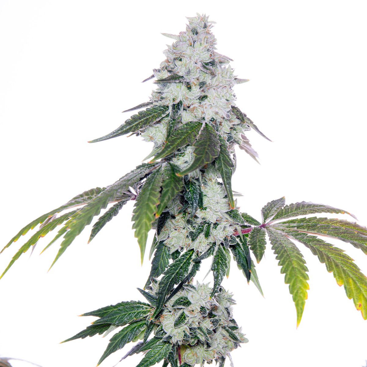 Romscotti (F1) feminized seeds Restocking April 12th Pre-sales open now at several seed banks of ours (check yourself to find out): @deeplyrootedsb @MultiVerseBeans @NeptuneSeedBank @N_A_S_C_ @DarkstarSeedbnk @packbanditz Available at most of our banks and our website 💯✌️