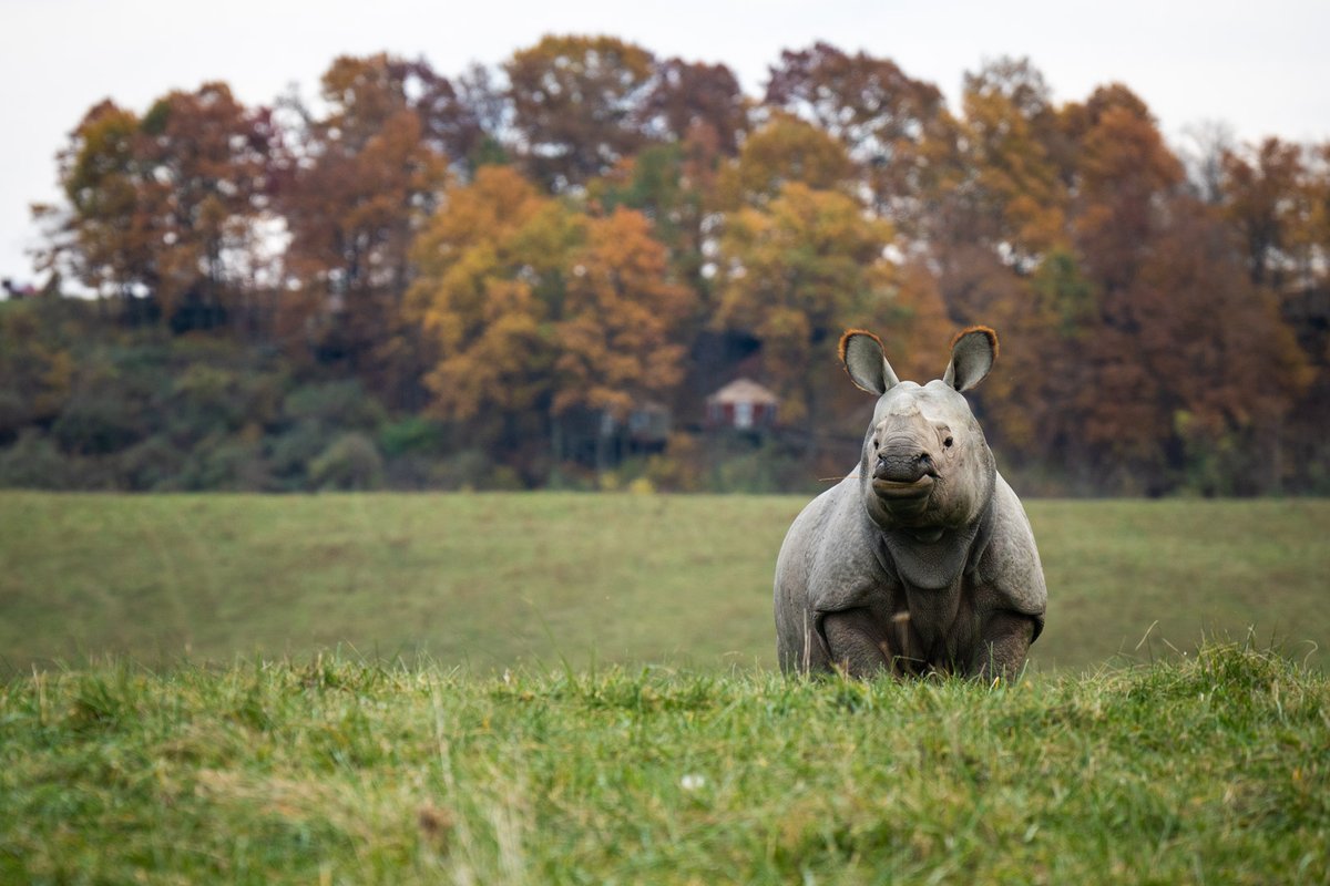 2024 is a year of celebration! The Wilds has been saving wildlife and helping guests make incredible memories for 30 years...And YOU can help! Email your favorite photo of a past trip to The Wilds to be featured on our website! Visit thewilds.org/30-years-wilds.