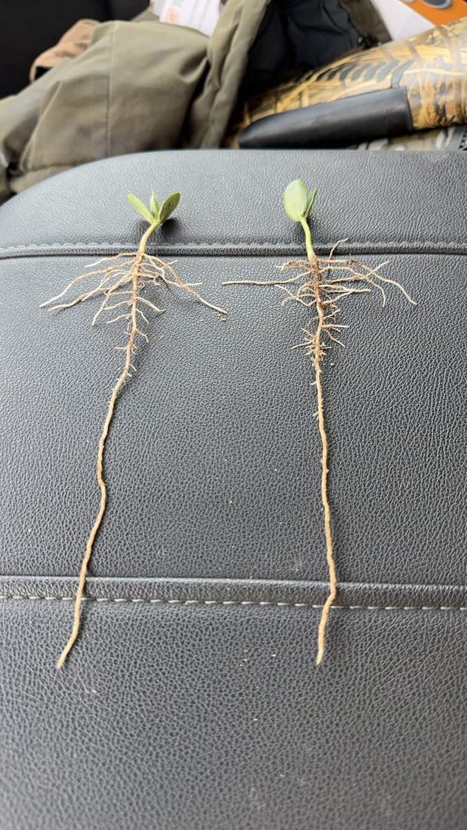 9 inch root system on soybean cotyledons that are just cracking the dirt. Seed treatment and in furrow brew are 👌🏻 👌🏻 👌🏻
