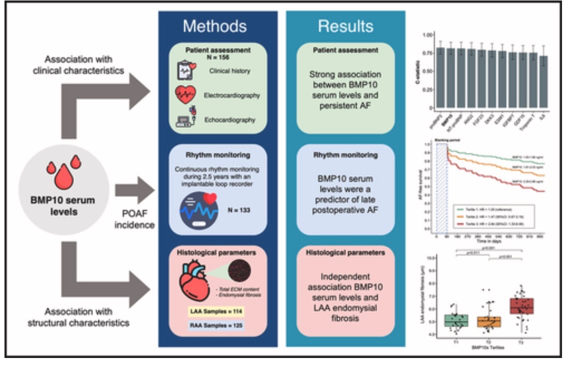 💡🫀ICOT consiglia: paper of the week🫀🧠 💡 Circulating BMP10 Levels Associate with Late Postoperative Atrial Fibrillation and Left Atrial Endomysial Fibrosis💡 ❗️Leggi il paper jacc.org/doi/epdf/10.10… #cardiology #cardiologyfellow #arrhythmology #atrialfibrillation