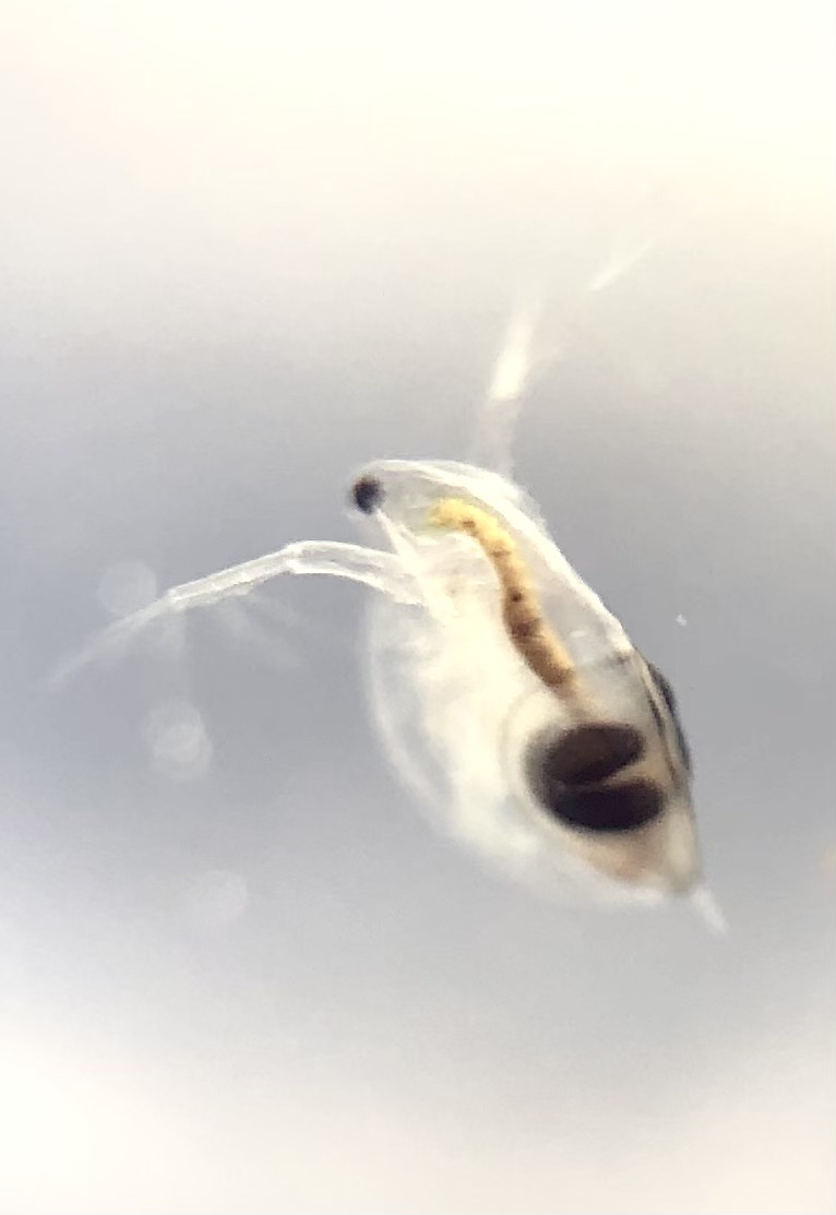 perhaps a pregnant water flea in Barbican Wildlife Pond
