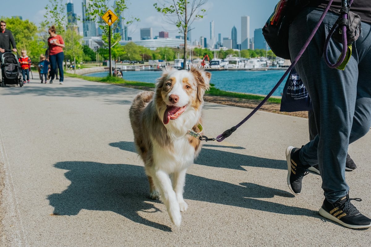 🐾 🌟 Join Us for the 30th Birthday Pawty celebrating BARK! On Saturday, June 8, we’re hosting our fur-vorite dog-friendly event at Soldier Field to fundraise vital funds that support Anti-Cruelty’s animals. Sign up for BARK now: bark.funraise.org. #BARK2024 #AntiCruelty