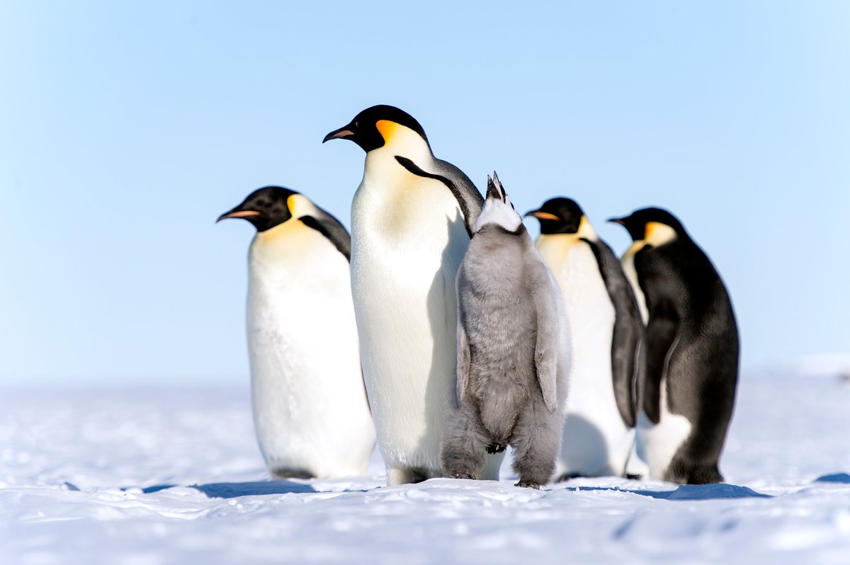 Penguin Language Lessons: Ever wanted to speak fluent penguin? Join our special Penguin Language Lessons, where you'll learn how to communicate with these adorable birds using a series of honks, squawks, and flippers. #PenguinCommunication Photo: Christopher Michel