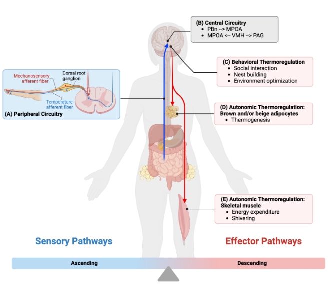 #ArticlesInAdvance: 'How does our brain process positive and negative thermosensory cues?' by Grajales-Reyes et al. ow.ly/bekX50R3LE8 #homeostasis #brain