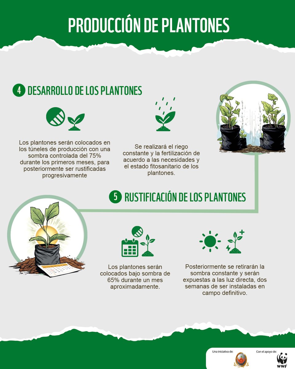 ¿Sabías que varias de las prácticas de reforestación que realizamos en WWF son totalmente aplicables a tus plantas, jardines y viveros? Descubre cómo producir plantas saludables a partir de semillas de calidad. ¡Conviértete en un experto cultivador y transforma tu jardín!